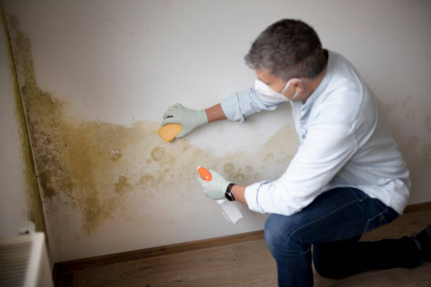 Best Emergency Mold Remediation  in River Road, OR